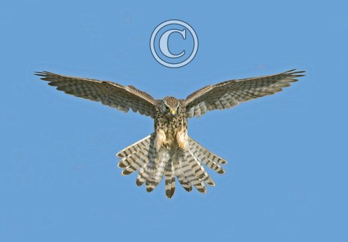 Kestrel Hawk  DM0449